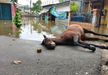 Tragis! Nekat Pacu Delmannya Terobos Banjir Setelah Seharian Bawa Penumpang, Seekor Kuda Mati Tenggelam dan Sang Kusir Pingsan