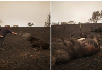 Seluruh Sapinya Terkena Luka Bakar Serius saat Kebakaran di Australia, Seorang Peternak Memutuskan untuk Menembak Mati Semua Ternaknya