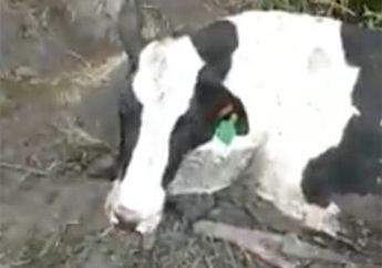 Setengah Tubuhnya Terpotong, Sapi yang Tengah Hamil Ini Masih Hidup dan Ditemukan dalam Kondisi Menyedihkan, Kekejaman Ini yang Jadi Sebabnya: 'Dimutilasi di Jurang'