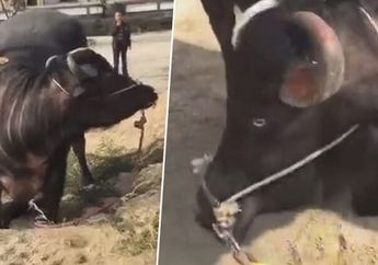 Bikin Terenyuh! Sapi Betina yang Tengah Hamil Ini Miliki Perasaan Layaknya Manusia, Air Matanya Menetes Saat Berlutut Memohon Belas Kasih Agar Tak Disembelih