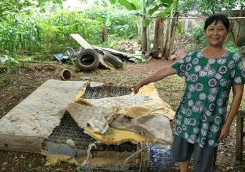 Kasurnya Jadi Sarang, Rohimah Tak Sadar Tidur di Atas Ular Sanca