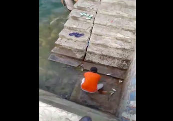 Geger Ikan Berloncatan di Perairan Gorontalo yang Diyakini Sebagai Prediksi Potensi Gempa dan Tsunami, Begini Penjelasan Resmi dari BMKG