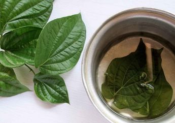 Biasakan Minum Air Rebusan Daun Sirih Mulai Sekarang, Jika Tak Ingin Hal Mengerikan Ini Mengintai Tubuh Anda!