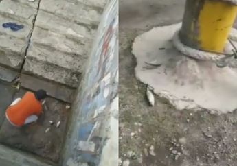 Fenomena Puluhan Ikan Berloncatan ke Darat di Perairan Gorontalo Jadi Viral, BMKG Beri Penjelasan Soal Pertanda Gempa