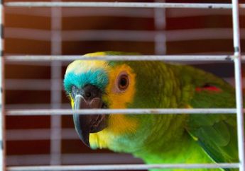 Seekor Burung Beo Jadi Saksi di Pengadilan, Makhluk Ini Jadi Satu-satunya yang Menyaksikan Kejahatan Keji Dua Orang Pria kepada Perempuan Teman Serumahnya