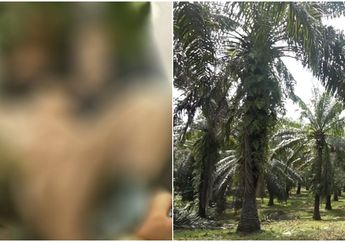 Niat Tingkat Dewa, Seorang Kades Kepergok Warga Nekat Bawa Terpal Demi Alas untuk Berhubungan Intim di Kebun Kelapa Sawit Bersama Selingkuhannya