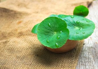 3 Skincare Lokal Berbahan Centella Asiatica. Berkualitas & Murah!