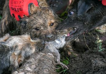 Anjing-Anjing Ini Disuruh 'Berperang' Seharian Mengatasi Terror Hama di Suatu Peternakan, Rupanya Hama yang Dihadapi Bukan Hama Sembarangan, 'Tidak Perlu Dilatih Karena Sudah Dari Instingnya'
