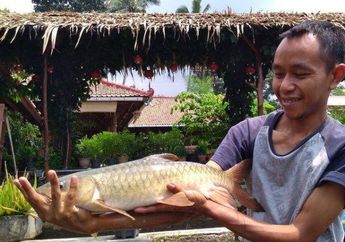 Lebih Mahal dari Salmon, Ikan Asal Banyumas Ini Dijual Rp. 1 Juta per Kilogram! Tidak Enak Kalau Digoreng tapi Dipercaya Bawa Keberuntungan!