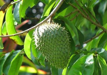 Jangan Disepelekan Lagi Mulai Sekarang, Rutin Konsumsi Daun Sirsak Ternyata Mujarab Usir Penyakit Mematikan Ini dari Tubuh!
