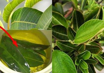 Berita Populer Kuliner Hari Ini, Dari Manfaat Minum Air Rebusan Daun Mangga Sampai Manfaat Ajaib Air Rebusan Daun Bidara