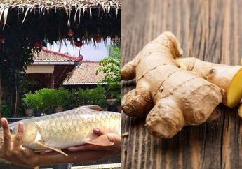 Berita Populer Kuliner Hari Ini, Dari Ikan Asal Cirebon Dijual Seharga Rp. 1 Juta per Kilogram Sampai Manfaat Konsumsi Jahe