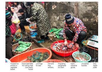 Gak Ada Kapok-kapoknya, Para Pedagang di Cina Kembali Jualan Daging Kelelawar dan Kalajengking