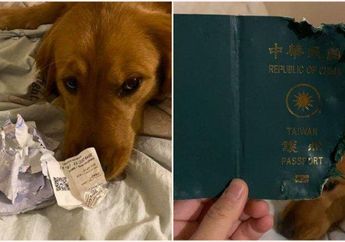 Selamatkan Nyawa dengan 'Indera Keenam,' Anjing Ini Koyak Paspor Majikannya Supaya Tidak Jadi Liburan ke Wuhan, Kota Asal Virus Corona di China: 'Anjing Ini Melindungi Saya'