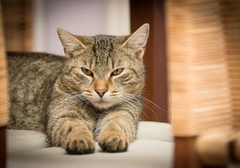 Seekor Kucing Sekap Pemiliknya Selama 2 Hari, Bakal Berubah Jadi Ganas Bila sang Majikan Berusaha Kabur dari Dapurnya