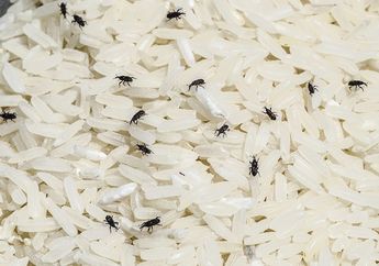 Kesal Banyak Kutu di Beras Anda? Cuma Gunakan Bahan Dapur Ini, Dijamin Ampuh Mengusirnya!