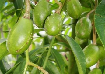 Jadi Buah Favorit Saat Makan Rujak, Siapa Sangka Kedondong Bisa Cegah Penyakit Mematikan Ini!