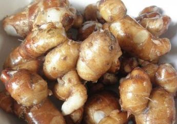 Tak Kalah Dengan Obat di Apotek, Makan Kencur Mentah Ternyata Bisa Sembuhkan Deretan Sakit Ini! Siap-siap Kaget!