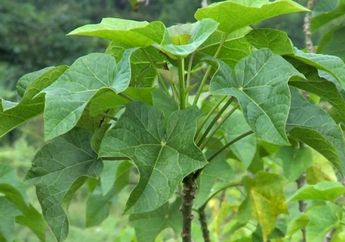 Pantas Dikenal Sebagai Tanaman Herbal, Ternyata Konsumsi Getah Daun Jarak Bisa Obati Penyakit Sejuta Umat Ini! Begini Caranya