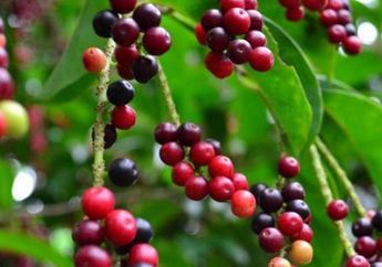 Enggak Nyangka! Buah yang Tumbuh Liar Dimana-mana Ini Punya Banyak Manfaat dari Menurunkan Berat Badan Hingga Tingkatkan Kesehatan Usus
