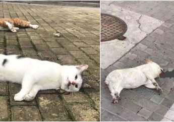 Lempar Kucing Karena Takut Terinfeksi Corona, Simak Trend Aneh Setahun Lalu di China Hingga Buat Puluhan Kucing dan Anjing Terbunuh
