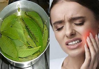 Rutin Berkumur dengan Air Rebusan Daun Jambu Biji Selama 30 Detik, Intip yang Terjadi Pada Mulut Dalam 24 Jam!