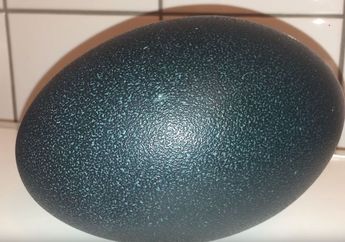 Beli Telur Raksasa Rp. 400 Ribu, Wanita Ini Shock Saat Temukan Hal Tak Terduga di Dalamnya!