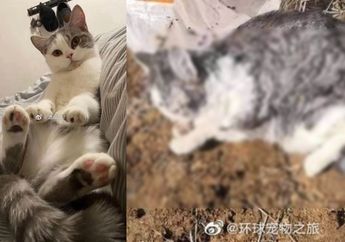 Khawatir Bakal Tularkan Virus Corona, Pengelola Apartemen Kubur Hidup-hidup Kucing yang Ditinggal Pemiliknya untuk Karantina