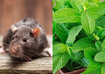 Cuma Pakai Bahan Alami Ini, Dijamin Ampuh Usir Tikus Tanpa Racun dan Jebakan! Gampang dan Praktis!
