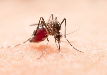 Jangan Hanya Fokus Virus Corona, Wabah DBD Juga Sedang Tinggi!