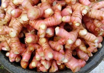 Enggak Perlu Obat Kimia, Cuma Minum Ramuan Lengkuas Ini Bisa Sembuhkan Tulang dan Sendi yang Sakit Bukan Main!