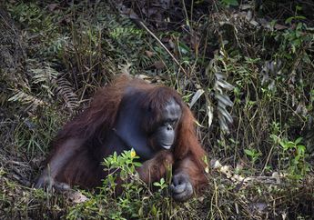 Nggak Cuma Manusia, Orangutan Kalimantan Pun Dites Covid-19