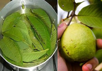 Mujarab Seperti Obat, Berkumur dengan Air Rebusan Daun Jambu Biji bisa Sembuhkan Penyakit yang Nyeri dan Sakitnya Bukan Main Ini!