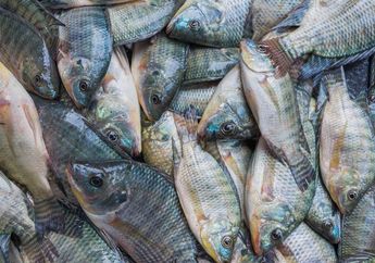 Rasanya Gurih dan jadi Santapan Banyak Orang Indonesia, Siapa Sangka Ikan Ini Punya Potensi Membahayakan: Mengandung Zat Kimia hingga Pemicu Kanker