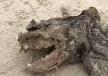Tanpa Mata dan Punya Gigi Besar, Jasad Makhluk Aneh Ini Ditemukan Terdampar di Taman, Tak Seorang pun Tahu Apa Itu