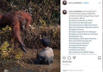 Berada Dalam Kolam Penuh Ular, Pria Ini Ditolong Oleh Seekor Orangutan, Kini Hewan Itu Jadi Sorotan Media Internasional, Saksi Mata: Sangat Empsional!