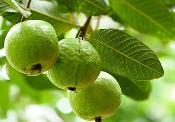 Yuk Intip Cara Membuat Ramuan dari Daun Jambu Biji, Cocok Banget Untuk Anda yang Menderita Diabetes