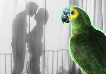 Kicauan Burung Beo yang Seperti Rayuan Bongkar Perselingkuhan Suami & Pembantu, Istri Syok, Paham Kalimat yang Dimaksud