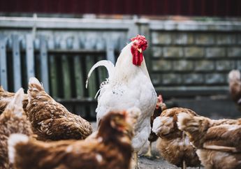 Ayam ini Tak Pernah Bertelur Selama 5 Tahun, Pemilik Justru Temukan Benda Bernilai Rp4 Miliar saat Menyembelih Peliharaannya