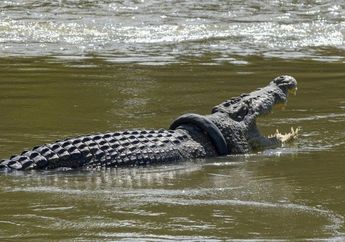 Kasihan, Penderitaan Buaya Berkalung Ban di Palu Belum Juga Berakhir, Panji Petualang hingga Bule Australia Matt Wright Belum Berhasil Menangkapnya