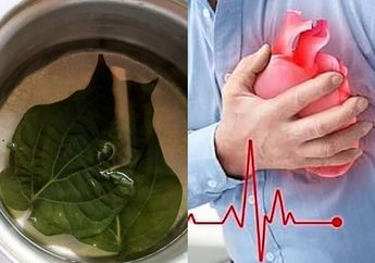Lebih Dipercaya Daripada Obat, Rutin Minum Air Rebusan Daun Sirih Setiap Hari Bisa Sembuhkan Penyakit Ganas Ini Pada Tubuh! Begini Caranya
