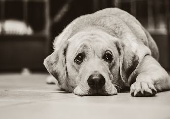 Diduga Tertular dari Pemiliknya yang Positif Corona, 2 Anjing di Hong Kong Dikonfirmasi Terinfeksi Covid-19, Begini Kata Ahli