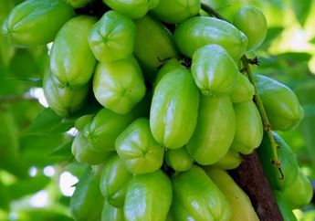 Sering Jadi Pelengkap Masakan, Siapa Sangka Belimbing Wuluh Bisa Jadi Obat Ampuh untuk Batuk!