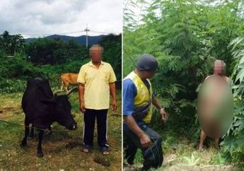 Kelewatan Banget, Kakek Ini Tertangkap Basah sedang Berhubungan Intim dengan Sapi Malang Milik Tetangganya: Kata Temanku Rasanya Enak