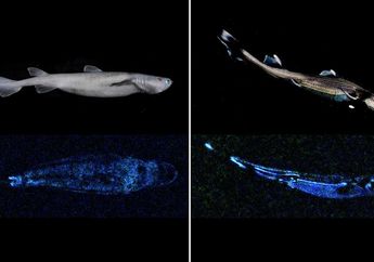 Temuan Menakjubkan: Cumi-cumi Raksasa dan Hiu 'Glow In The Dark'