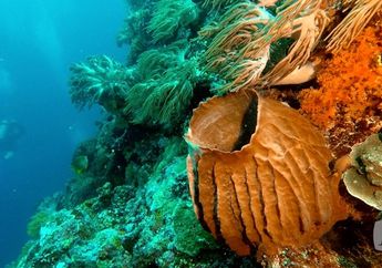Jaga Ekosistem Laut dan Iklim Bumi, Sharp Rehabilitasi Terumbu Karang di Belitung