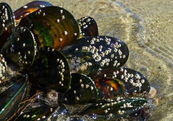 Akibat Kenaikan Suhu Laut, Ratusan Ribu Kerang Mati Terpanggang