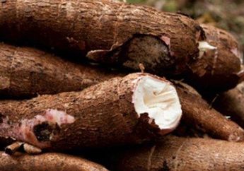 Jadi Makanan Favorit Orang Indonesia, Siapa Sangka Singkong Ternyata Bisa Sangat Berbahaya Bagi Tubuh