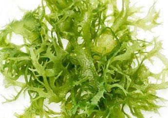 Tak Banyak yang Tahu karena Biasa Jadi Agar-agar, Rumput Laut Memiliki Manfaat Untuk Cegah Penyakit Mematikan Ini!