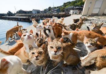 Gemas, Ini 7 Destinasi Wisata Unik Buat Pencinta Kucing. Indonesia Ada Juga!